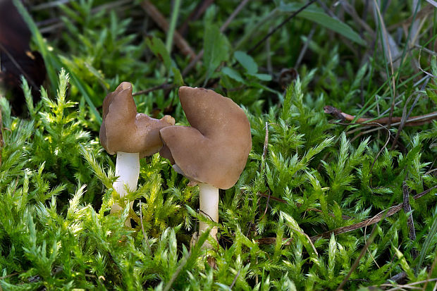 chriapač pružný Helvella elastica? Bull.