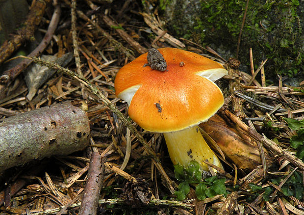 šťavnačka úhľadná Hygrophorus speciosus Peck