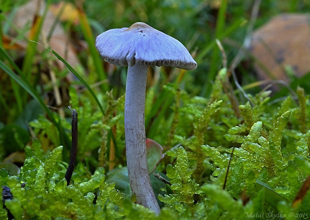 vláknica hlinovolupeňová Inocybe geophylla (Bull.) P. Kumm.