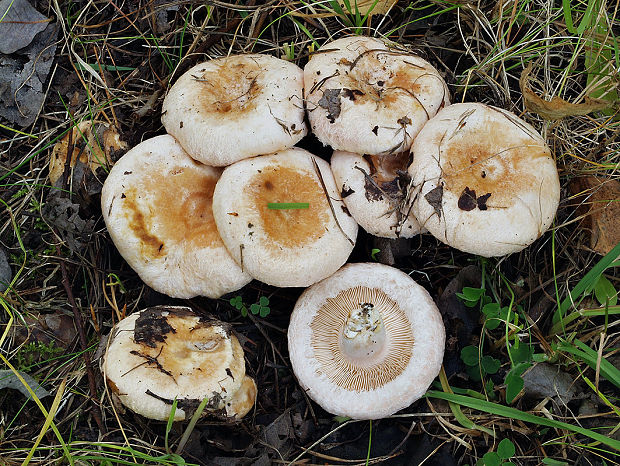 rýdzik chĺpkatý Lactarius pubescens (Fr.) Fr.