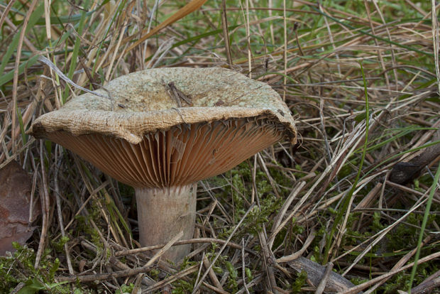 rýdzik hrdzavohnedý Lactarius quieticolor Romagn.