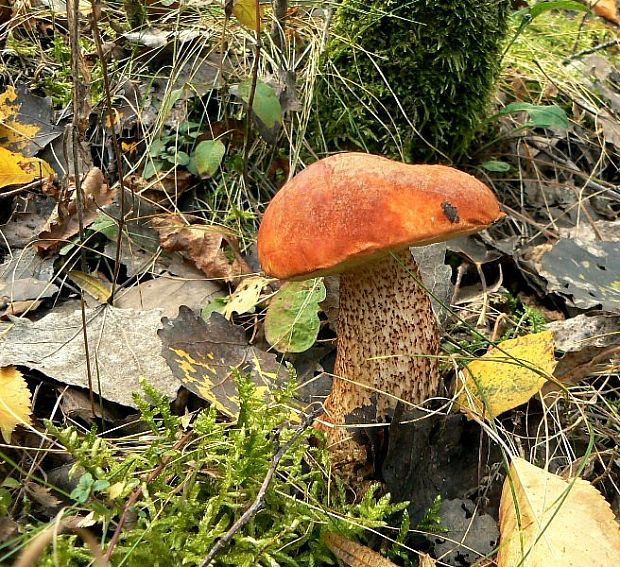 kozák dubový Leccinum aurantiacum (Bull.) Gray