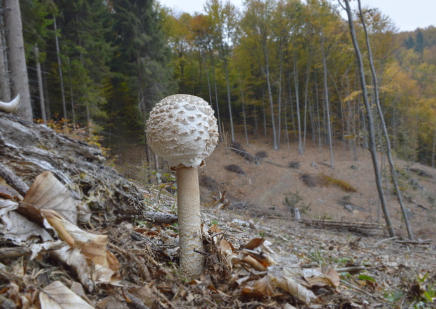 bedľa vysoká Macrolepiota procera (Scop.) Singer