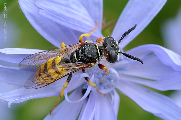 kutavka včelia Philanthus triangulum