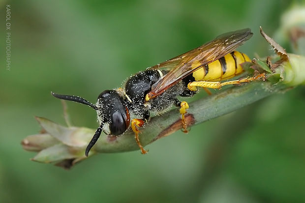 kutavka včelia Philanthus triangulum