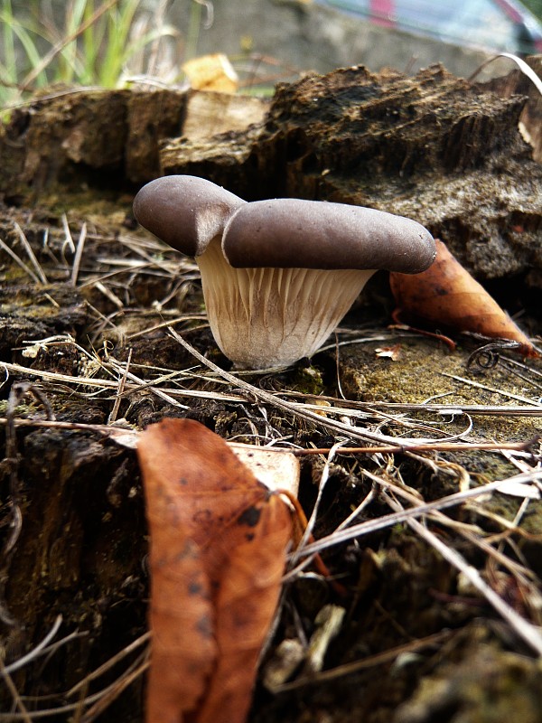 hliva ustricovitá Pleurotus ostreatus (Jacq.) P. Kumm.