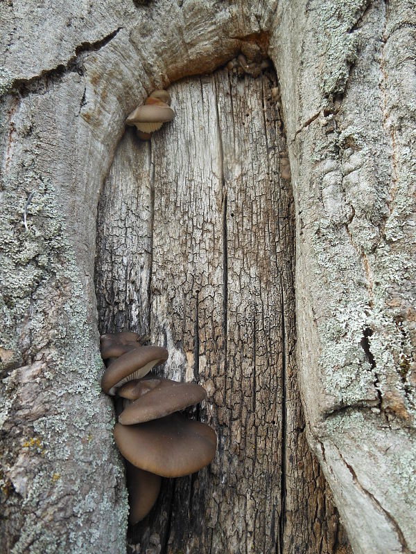 hliva ustricovitá Pleurotus ostreatus (Jacq.) P. Kumm.