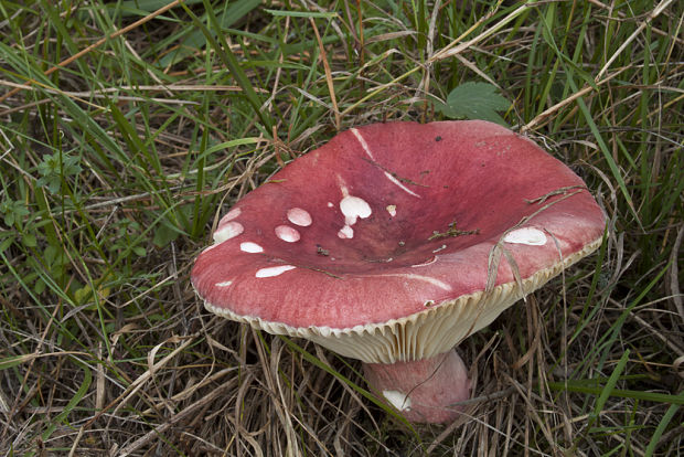 plávka Russula sp.