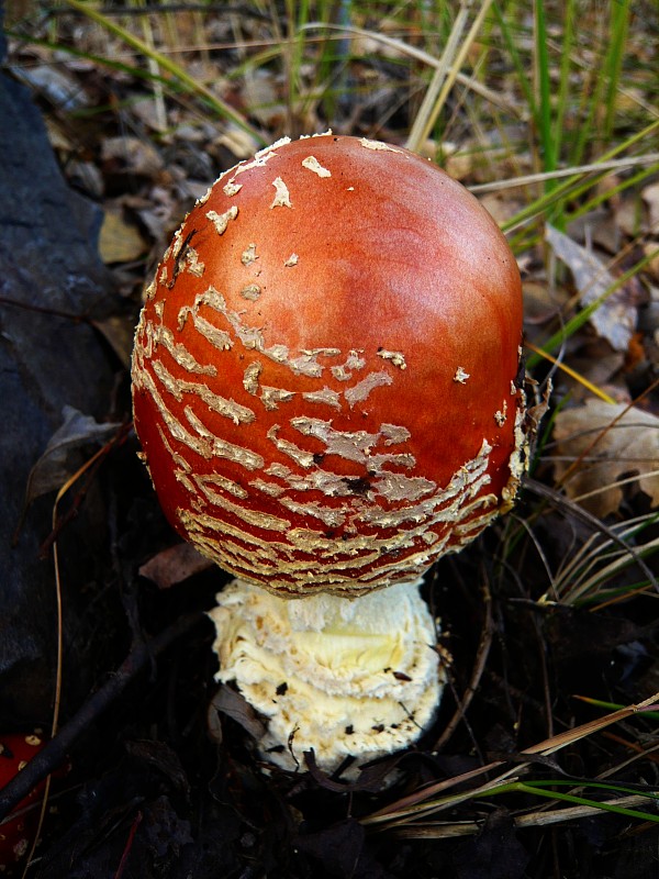 muchotrávka červená Amanita muscaria (L.) Lam.