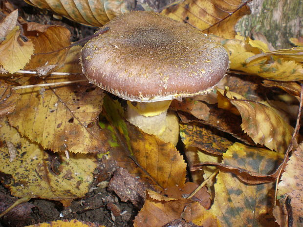 podpňovka Armillaria sp.