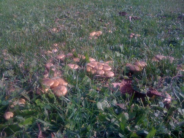 podpňovka Armillaria sp.