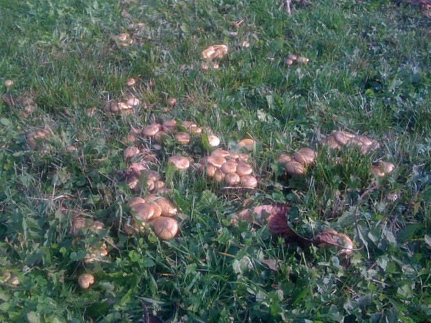 podpňovka Armillaria sp.