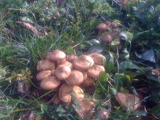 podpňovka Armillaria sp.