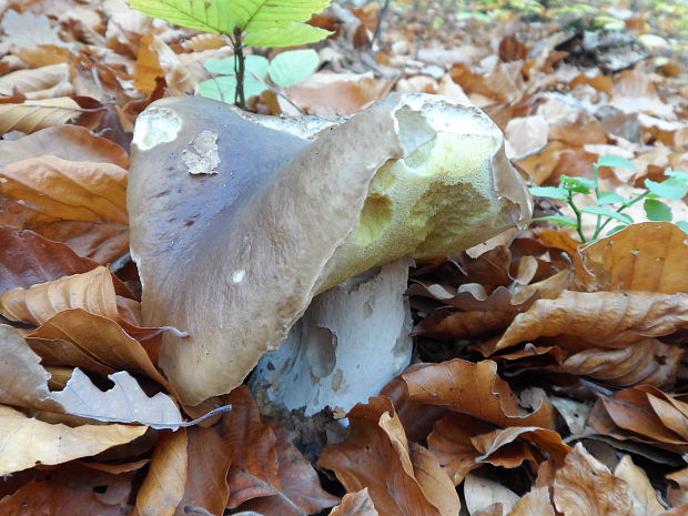 hríb smrekový Boletus edulis Bull.