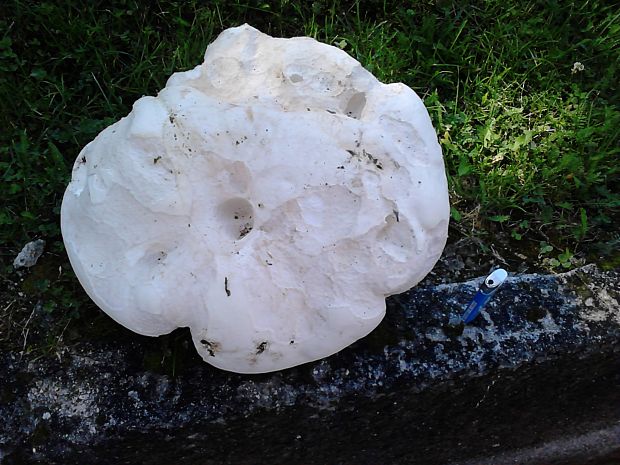 vatovec obrovský Calvatia gigantea (Batsch) Lloyd