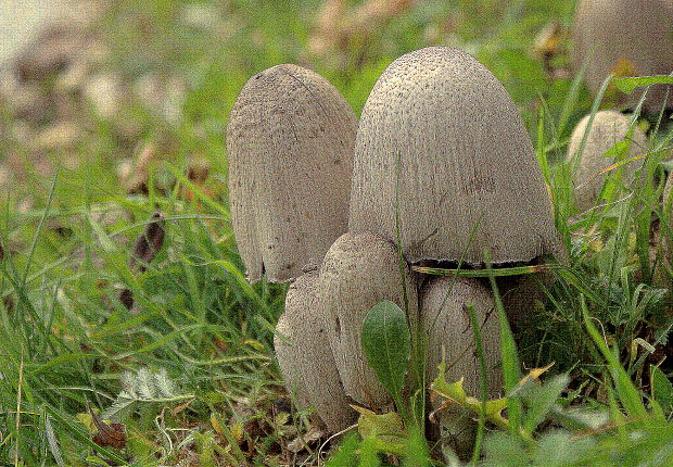 hnojník Coprinellus sp.