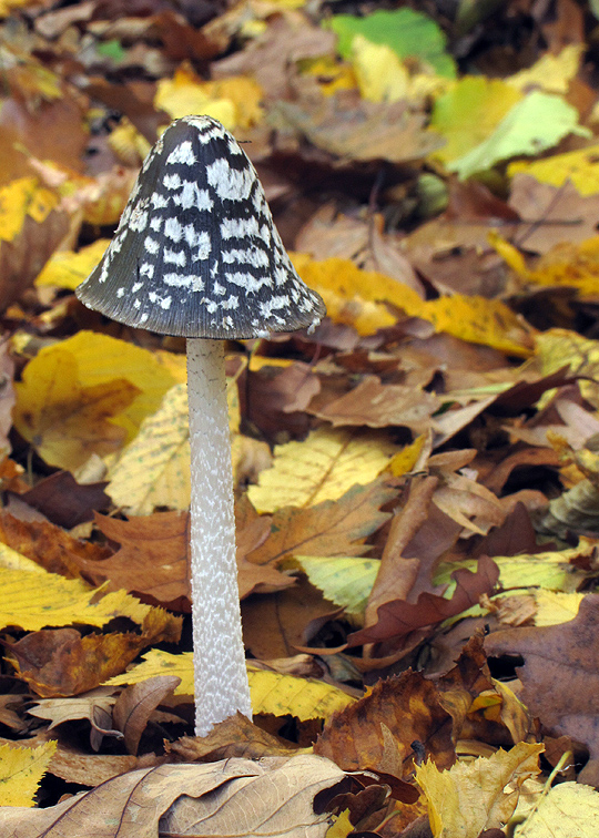 hnojník strakatý Coprinopsis picacea (Bull.) Redhead, Vilgalys & Moncalvo