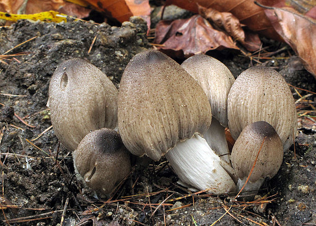 hnojník atramentový šupinatý Coprinus atramentarius var. soboliferus (Fr.) Rea