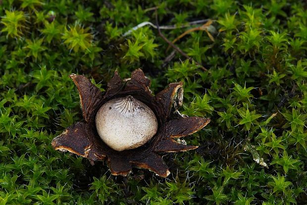 hviezdovka Pouzarova Geastrum pouzarii V.J. Staněk