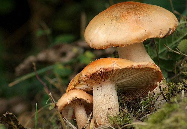 šťavnačka oranžovolupeňová Hygrophorus melizeus Fr.