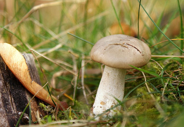 šťavnačka Hygrophorus sp.