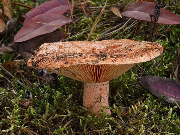 rýdzik pravý Lactarius deliciosus (L.) Gray