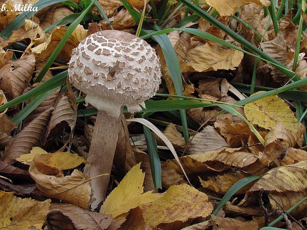 bedľa vysoká Macrolepiota procera (Scop.) Singer