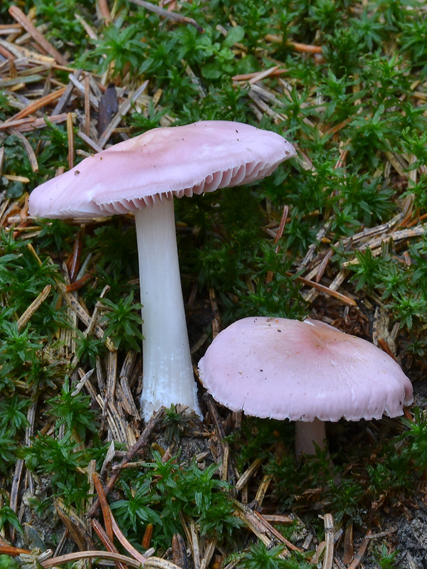 prilbička ružovkastá Mycena rosea Gramberg