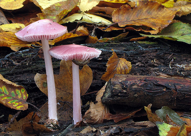 prilbička ružovkastá Mycena rosea Gramberg