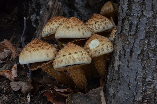 šupinovka Pholiota sp.