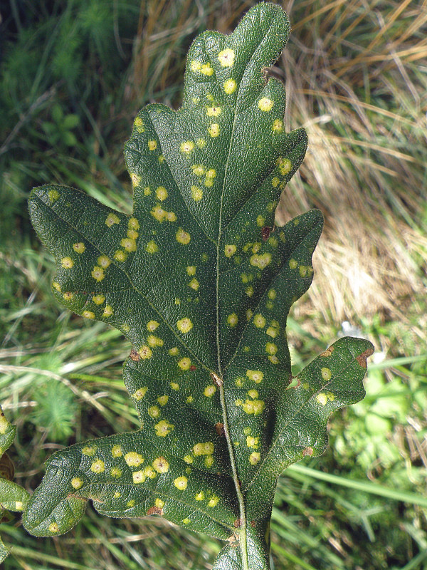 fyloxéra dubová / fyloxéra dubová Phylloxera coccinea von Heyden, 1837