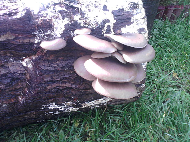 hliva ustricovitá Pleurotus ostreatus (Jacq.) P. Kumm.