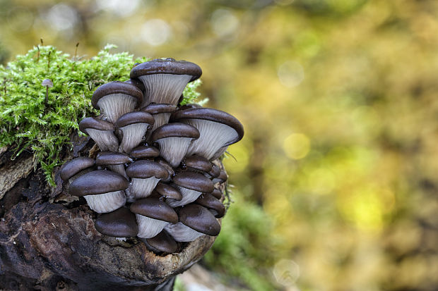 hliva ustricovitá Pleurotus ostreatus (Jacq.) P. Kumm.