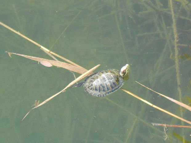 korytnačka Trachemys scripta elegans