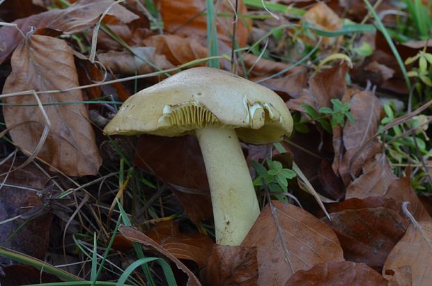 čírovka Tricholoma sp.