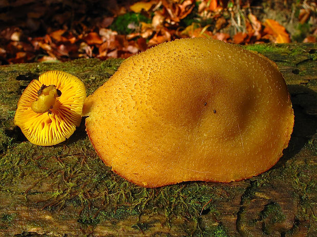 čírovec ozdobný/šafránka ozdobná Tricholomopsis decora (Fr.) Singer