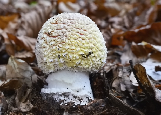 muchotrávka červená Amanita muscaria (L.) Lam.