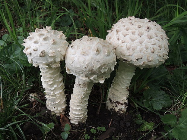 muchotrávka Vittadiniho Amanita vittadinii (Moretti) Vittad.