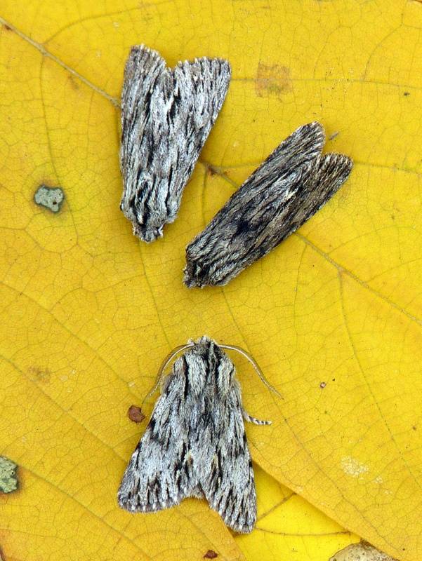 mora novembrová Asteroscopus sphinx