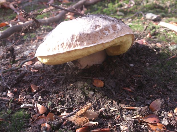 hríb smrekový Boletus edulis Bull.