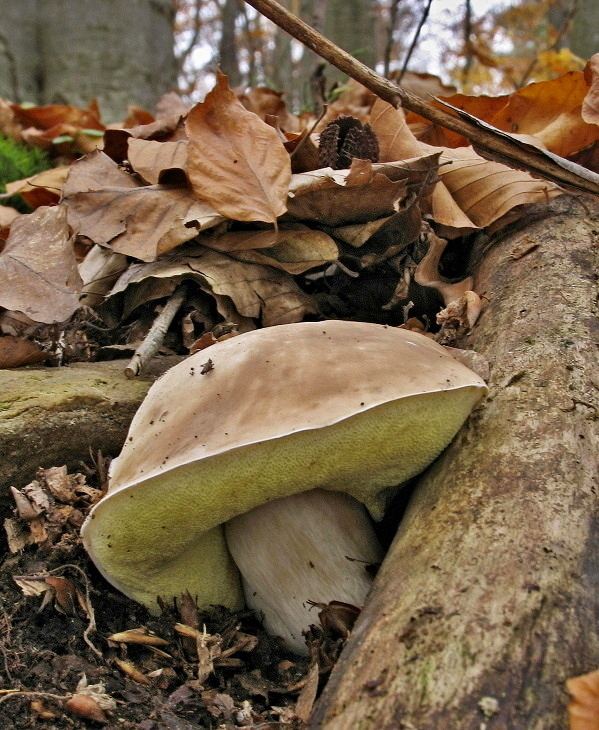 hríb smrekový Boletus edulis Bull.