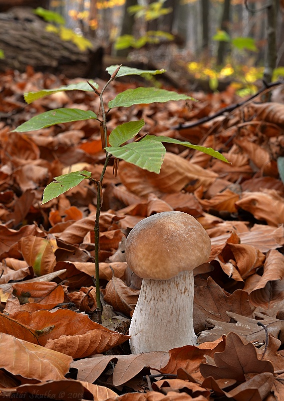 hríb smrekový Boletus edulis Bull.