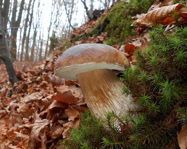 hríb smrekový Boletus edulis Bull.