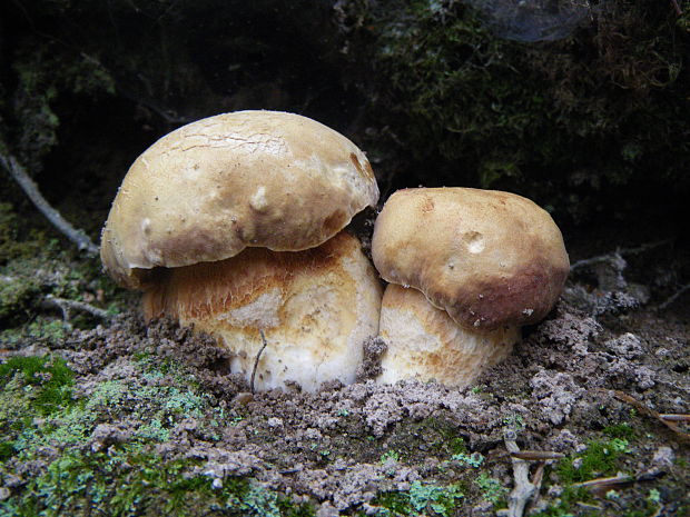 hríb sosnový Boletus pinophilus Pil. et Dermek in Pil.