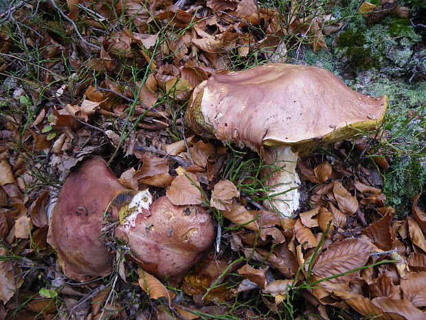 hríb sosnový Boletus pinophilus Pil. et Dermek in Pil.