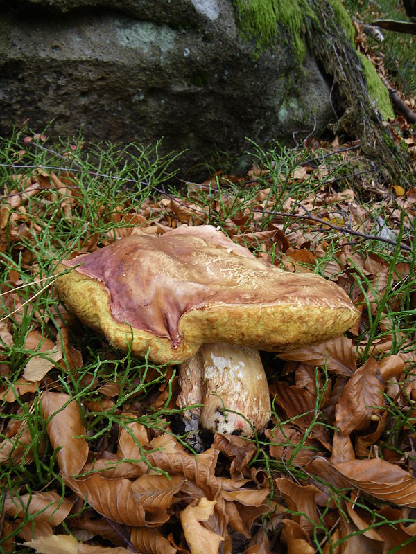 hríb sosnový Boletus pinophilus Pil. et Dermek in Pil.