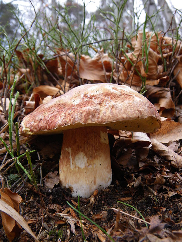 hríb sosnový Boletus pinophilus Pil. et Dermek in Pil.