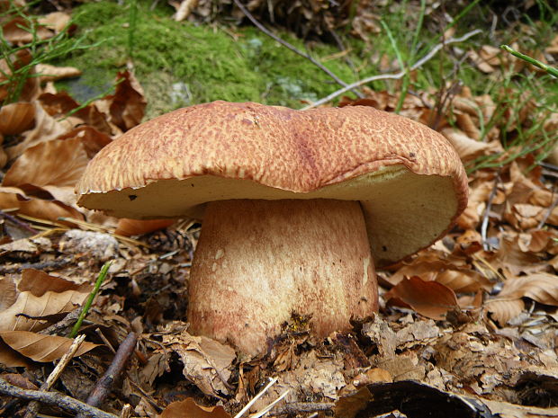 hríb sosnový Boletus pinophilus Pil. et Dermek in Pil.