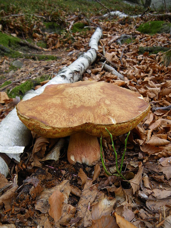 hríb sosnový Boletus pinophilus Pil. et Dermek in Pil.