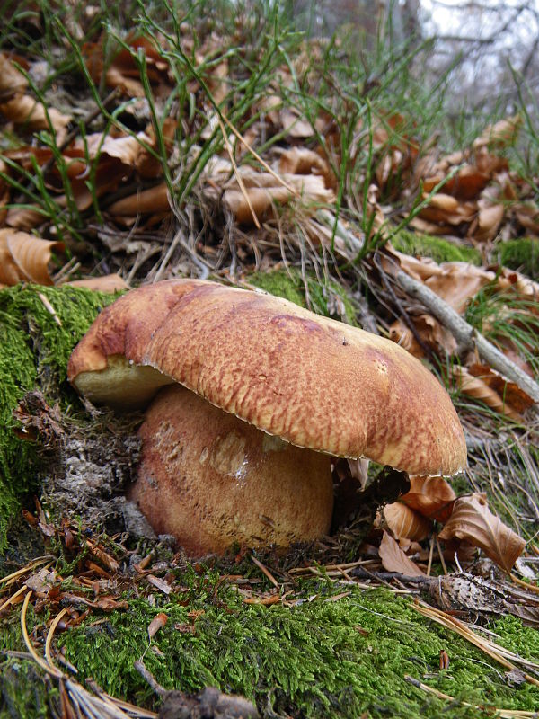 hríb sosnový Boletus pinophilus Pil. et Dermek in Pil.